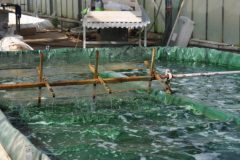 cropped-spiruline